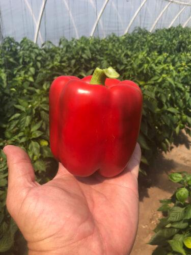 Насіння перцю солодкого Стріт F1 (500 нас.) Lark Seeds