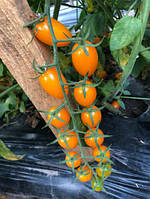 Насіння детермінантного томату Мінікін F1 ранній, (500 насінин.) Lark Seeds