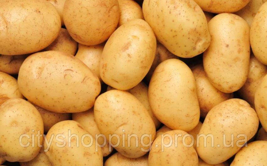 Семенной картофель Ранний посадочный картофель элита голландский Семенная картошка сорта АРИЗОНА 1 репродукции - фото 8 - id-p1558428199