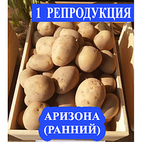 Семенной картофель Ранний посадочный картофель элита голландский Семенная картошка сорта АРИЗОНА 1 репродукции