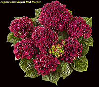 Гортензия крупнолистная Royal Red Purple (Королевский красный фиолетовый) горшок C14 веток 8+