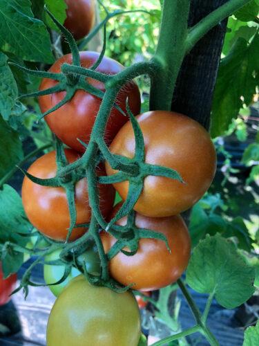 Насіння індетермінантного томату Енігма F1,(250сім.) Lark Seeds