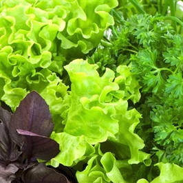 Насіння салату, зелені, пряних трав пакетовані