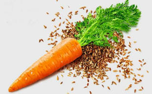 Насіння Моркви пакетовані