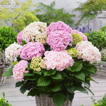 Гортензія Доппіо Нувола / Р12 / Hydrangea Doppio Nuvola, фото 2