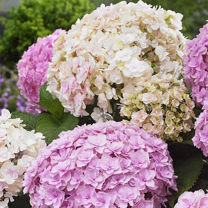 Гортензія Доппіо Нувола / Р12 / Hydrangea Doppio Nuvola, фото 3