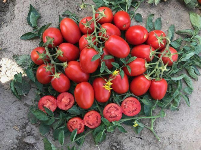 Насіння томату детермінантного 9985 F1, (5000 насінин), Lark Seeds