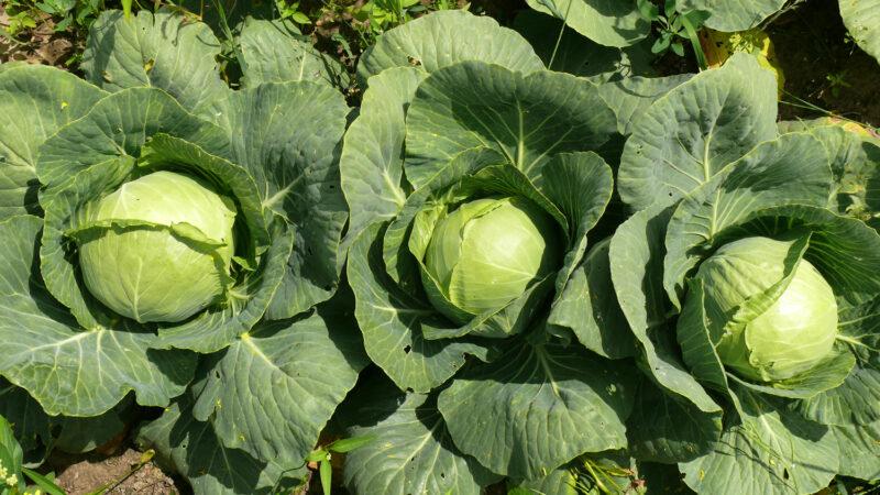 Насіння капусти білокачанної Пасадена F1 (53-58 днів), 2500 нас. Lark Seeds