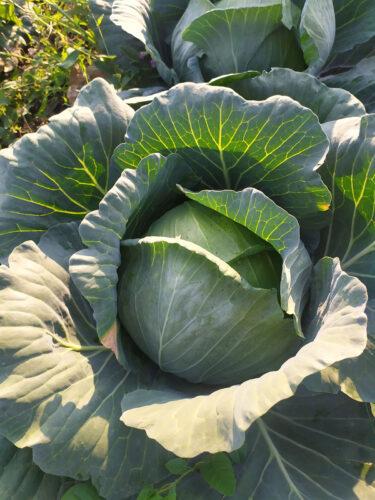 Насіння капусти білокачанної Канзас F1 (65-70 днів), 2500 нас. Lark Seeds