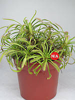 Росянка капская красная / Drosera capensis red