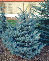 Ель колючая 'Blue Mountain' Picea pungens `Blue Mountain` Ялина колюча Блу Маунтін 140-160 см