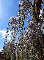 Глициния обильноцветущая "Макроботус". Wisteria floribunda "Macrobotrys".