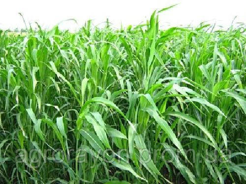 Предлагаем Суданка Суданская Трава Семена от 30 Кг )) — Купить Недорого ...