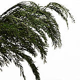 Листя перцю зелені, стабілізовані, фото 7