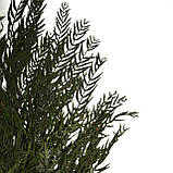 Листя перцю зелені, стабілізовані, фото 6