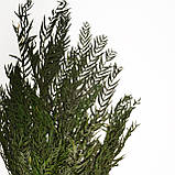 Листя перцю зелені, стабілізовані, фото 5