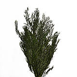 Листя перцю зелені, стабілізовані, фото 4