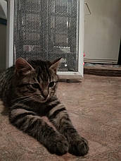 Нагрівач Strong 0,5/1,1 кВт. White, фото 5