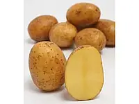 Solana Германия. Картофель семенной сорт Аннушка, ранний, 1 кг