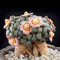 Алоинопсис Шунеса живые камни Aloinopsis schooneesii семена 5 шт