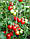 Насіння томату Толстой F1 (Tolstoi F1) 1000 н., фото 4