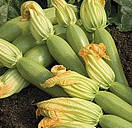 АЙМАРАН F1 - насіння кабачка 1 000 насінин, Nunhems, фото 2