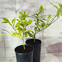 Лимон Пандероза