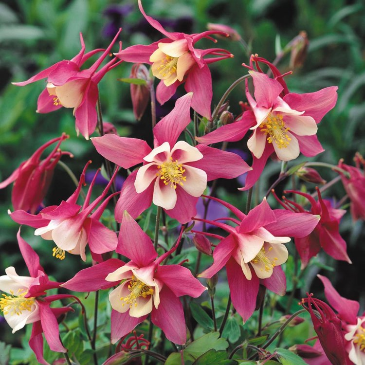 Види рослин водозбору