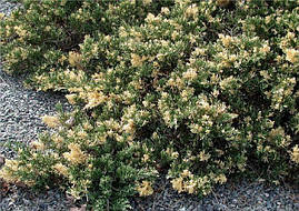 Ялівець китайський Expansa Variegata 3 річний, Ялівець китайський Экспанса Варієгата, Juniperus chinensis, фото 3