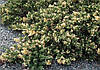 Ялівець китайський Expansa Variegata 4 річний, Ялівець китайський Экспанса Варієгата, Juniperus chinensis, фото 3