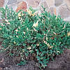 Ялівець китайський Expansa Variegata 4 річний, Ялівець китайський Экспанса Варієгата, Juniperus chinensis, фото 4