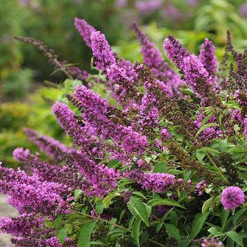Будлея Давида Flutterby Pink 3 річна, Буддлея Давида Флютерби Пинк, Buddleja davidii Flutterby Pink, фото 3