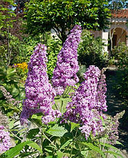 Будлея Давида Flutterby Pink 3 річна, Буддлея Давида Флютерби Пинк, Buddleja davidii Flutterby Pink, фото 5