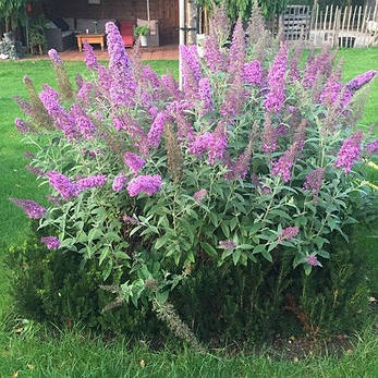 Будлея Давида Flutterby Pink 3 річна, Буддлея Давида Флютерби Пинк, Buddleja davidii Flutterby Pink, фото 1