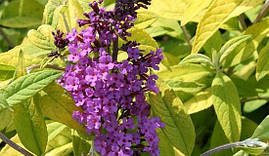Будлея Давида Moonshine 2 річна, Будлея Давида Муншайн, Buddleja davidii Moonshine / Buddma, фото 4