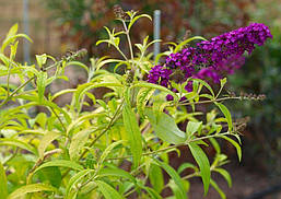 Будлея Давида Moonshine 2 річна, Будлея Давида Муншайн, Buddleja davidii Moonshine / Buddma, фото 6