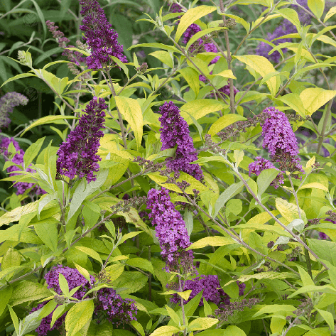 Будлея Давида Moonshine 2 річна, Будлея Давида Муншайн, Buddleja davidii Moonshine / Buddma, фото 1
