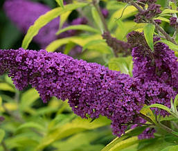 Будлея Давида Moonshine 2 річна, Будлея Давида Муншайн, Buddleja davidii Moonshine / Buddma, фото 5