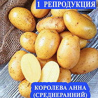 Семенной картофель Ранний посадочный картофель элита Семенная картошка сорта КОРОЛЕВА АННА 1 репродукции