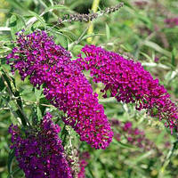 Будлея Давида Nanho Purple 2 річна, Будлея Давида Нано Пьорпл, Buddleja davidii Nanho Purple / Monum