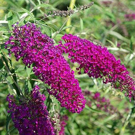 Будлея Давида Nanho Purple 2 річна, Будлея Давида Нано Пьорпл, Buddleja davidii Nanho Purple / Monum