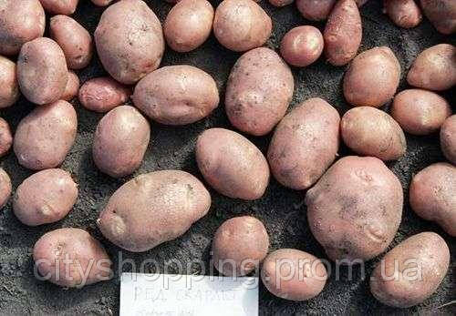 Семенной картофель Ранний посадочный картофель элита голландский семенная картошка сорта РЕД СКАРЛЕТ - фото 2 - id-p1560205558