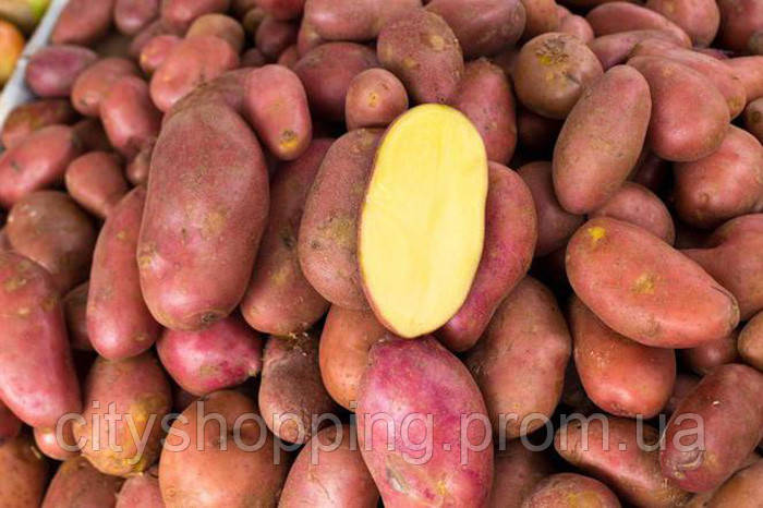 Семенной картофель Ранний посадочный картофель элита голландский семенная картошка сорта РЕД СКАРЛЕТ - фото 3 - id-p1560205558