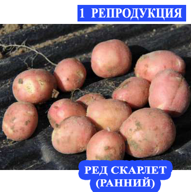 Семенной картофель Ранний посадочный картофель элита голландский семенная картошка сорта РЕД СКАРЛЕТ - фото 1 - id-p1560205558