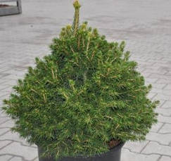 Ялина звичайна Tompa 2 річна, Ель обыкновенная / европейская Томпа, Picea abies Tompa, фото 6