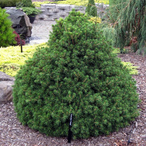 Ялина звичайна Tompa 2 річна, Ель обыкновенная / европейская Томпа, Picea abies Tompa, фото 1