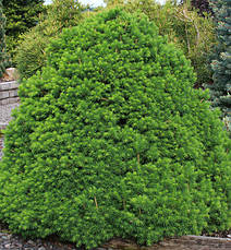 Ялина звичайна Tompa 2 річна, Ель обыкновенная / европейская Томпа, Picea abies Tompa, фото 5