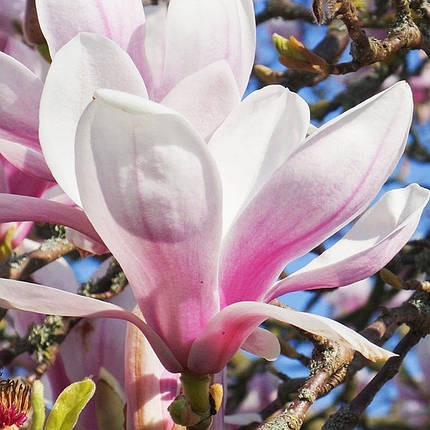 Магнолія на штамбі Піктур / РА 120-140 / Magnolia Picture, фото 2