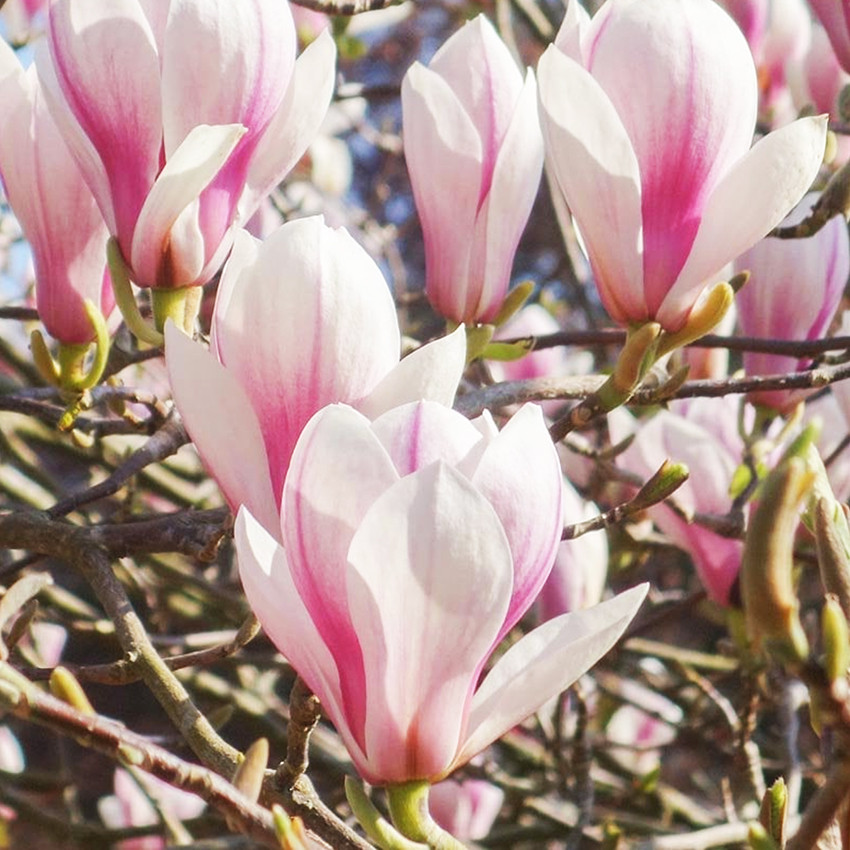 Магнолия на штамбе Пиктур / РА 120-140 / Magnolia Picture - фото 1 - id-p1122112265