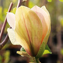 Магнолія Амброзія / С7,5 / h 100-120 / Magnolia Ambrosia